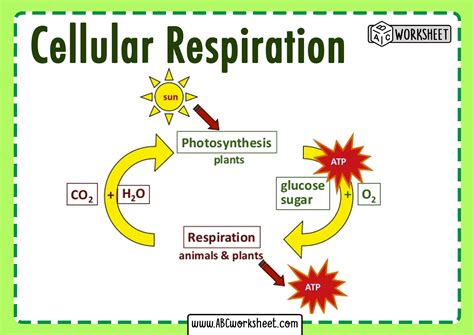 At the level of the overall reactions, photosynthesis and cellular respiration are near-opposite processes. They differ only in the form of energy absorbed or released, as …